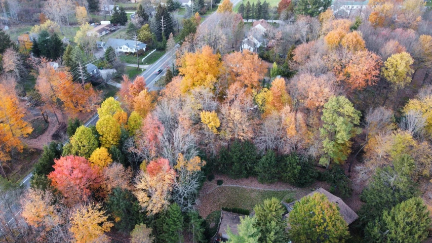 an aerial view shows colorful foliage and houses