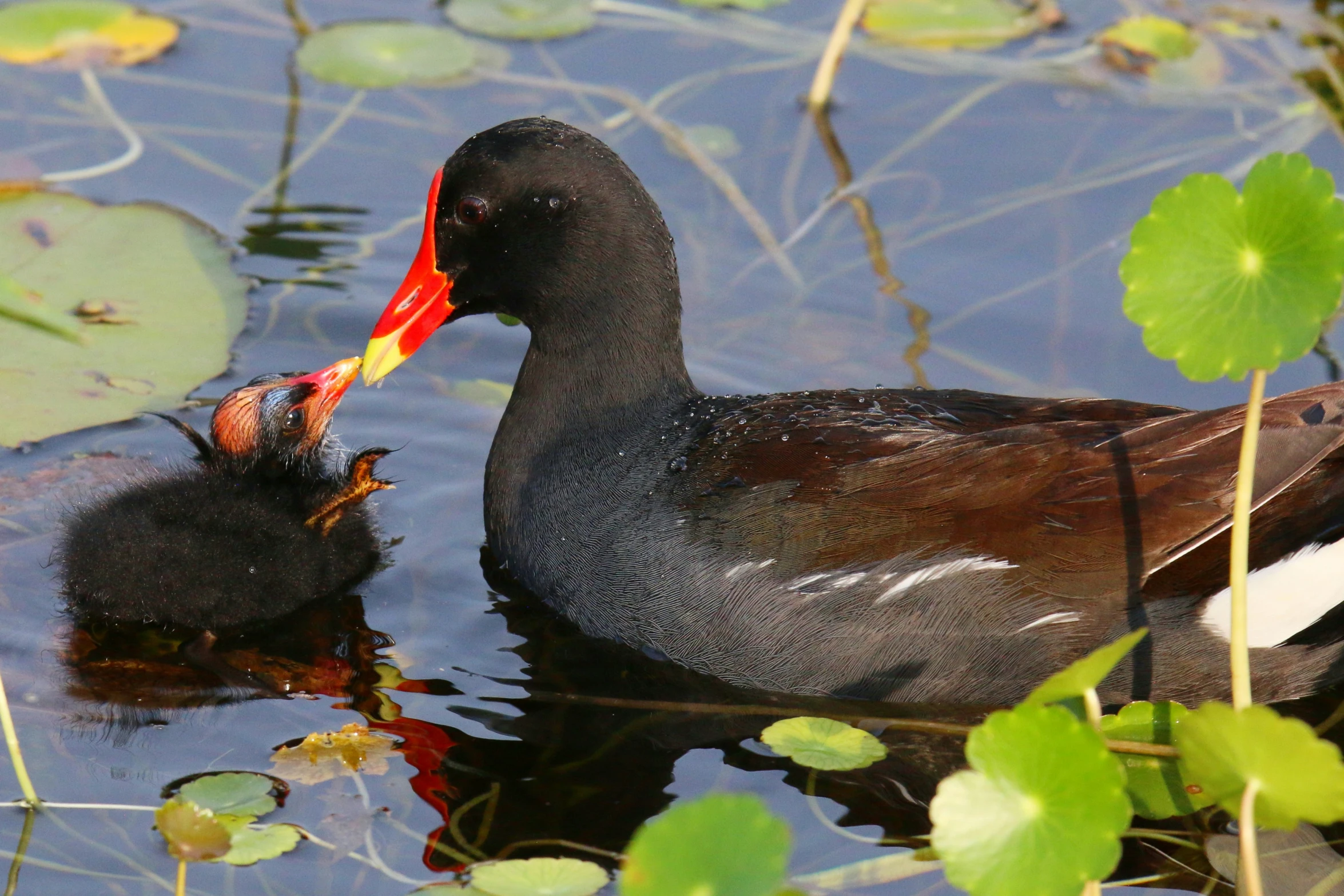 two ducks in the water near a lily pad