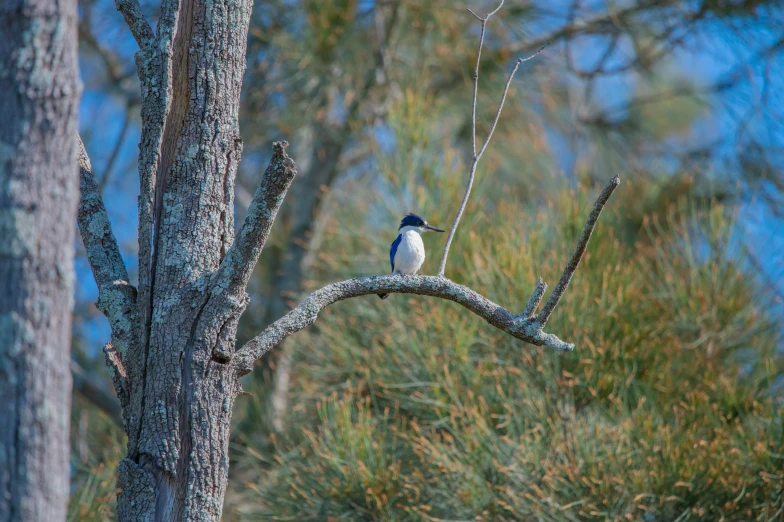 a bird is sitting on a thin tree nch