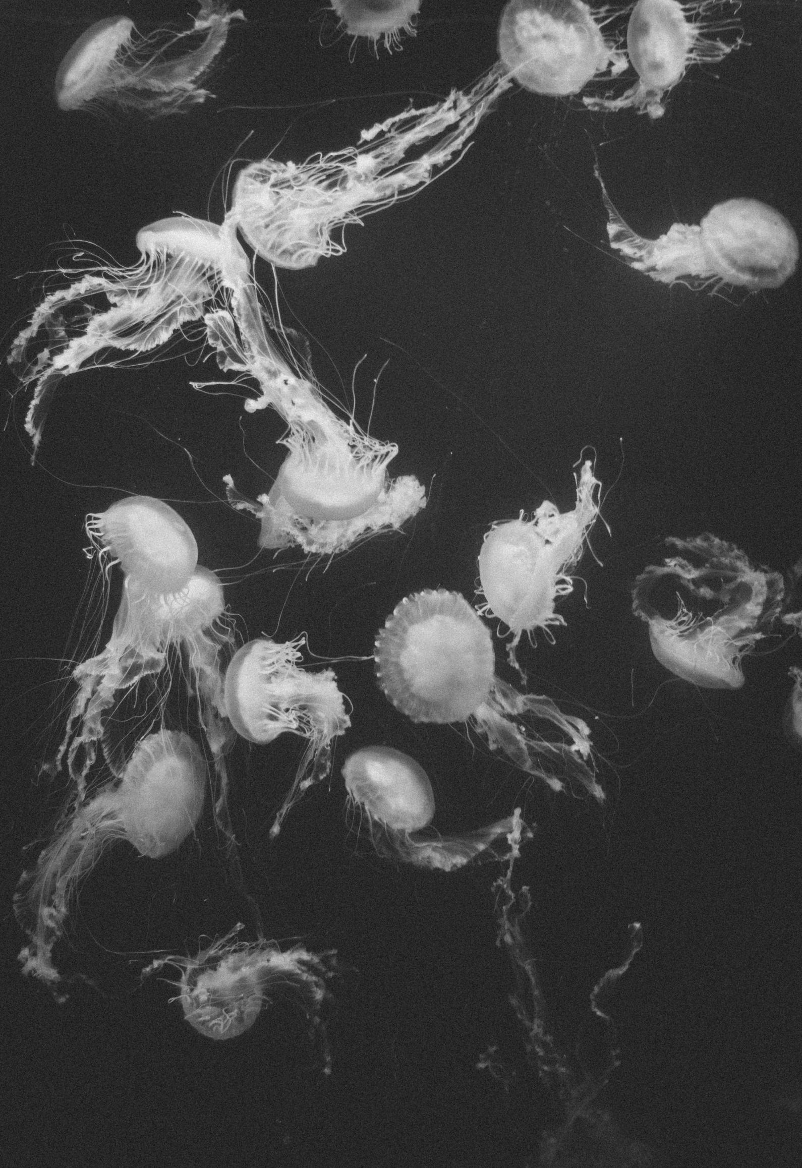 jellyfish swimming in a stream of water