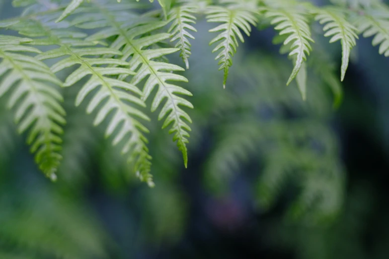 a close up po of a fern's green leaves