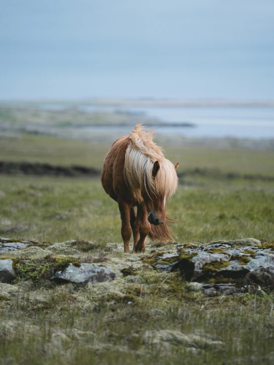 a single horse is eating grass in a field