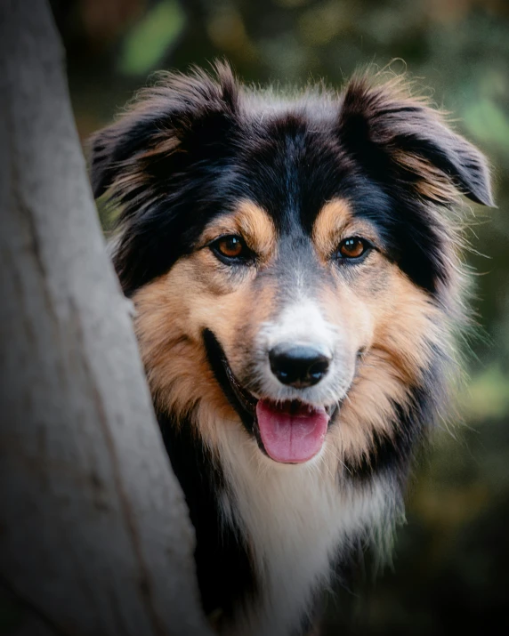 a black and brown dog looking out from behind a tree