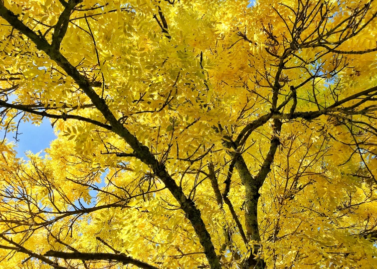 a beautiful yellow tree in full bloom