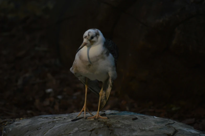 a seagull looking into the camera while perched on a rock