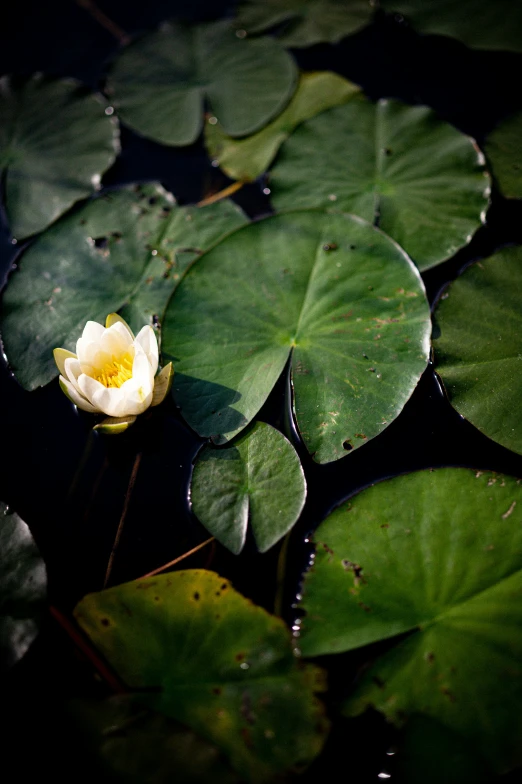 a small white flower is in the middle of green water lilies