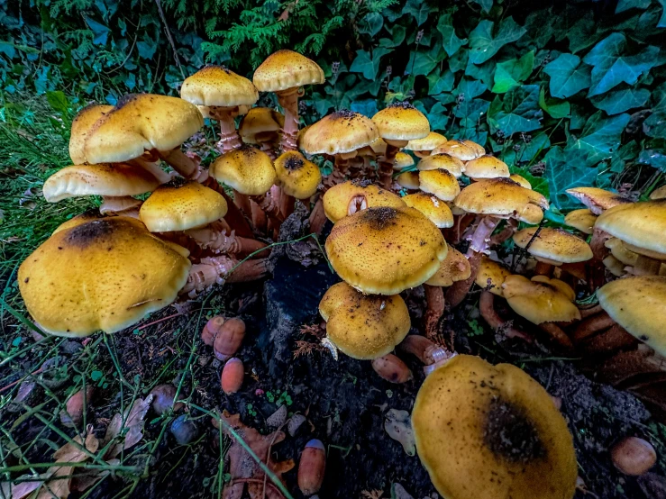 a bunch of yellow mushrooms growing on the side of a road