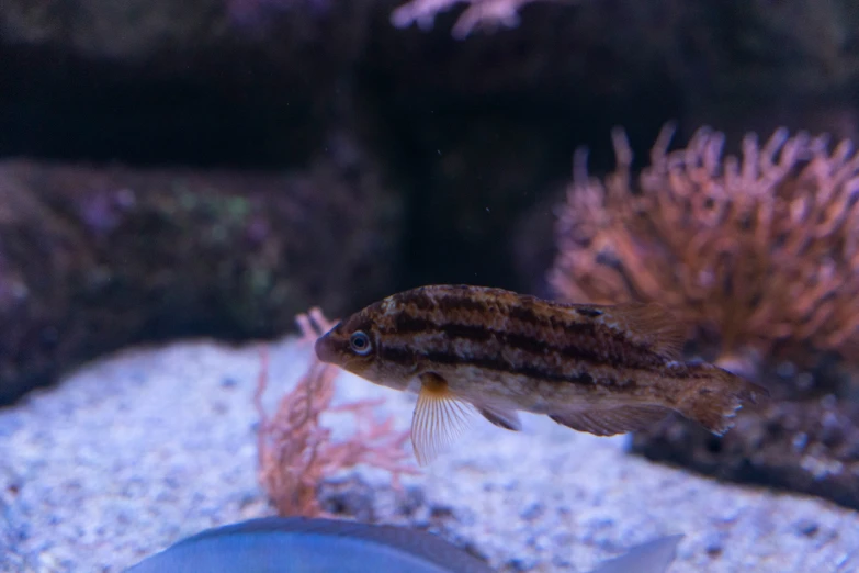 a small fish looking out into an aquarium