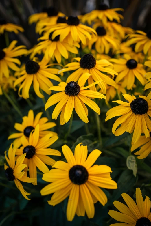 there are many yellow flowers that appear to be blooming