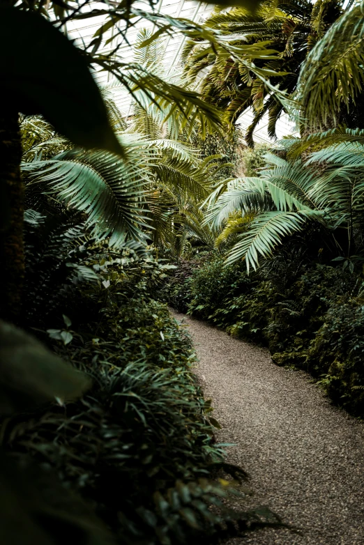 there is a walkway in the middle of plants