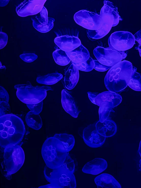 dark blue jellyfish glow brightly in the water