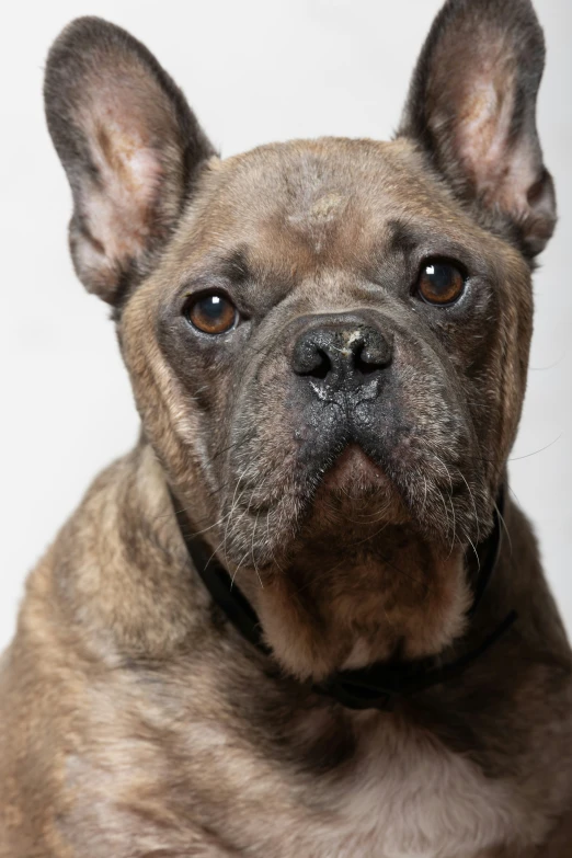 an adorable brown dog stares straight ahead while sitting