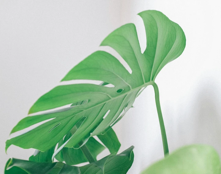 a green plant with leaves in a white room