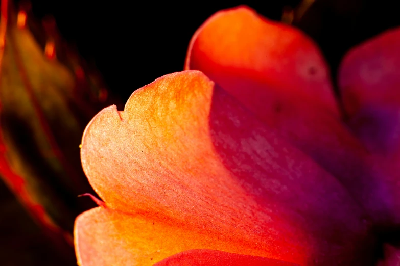 the bottom of an orange flower with light pink petals