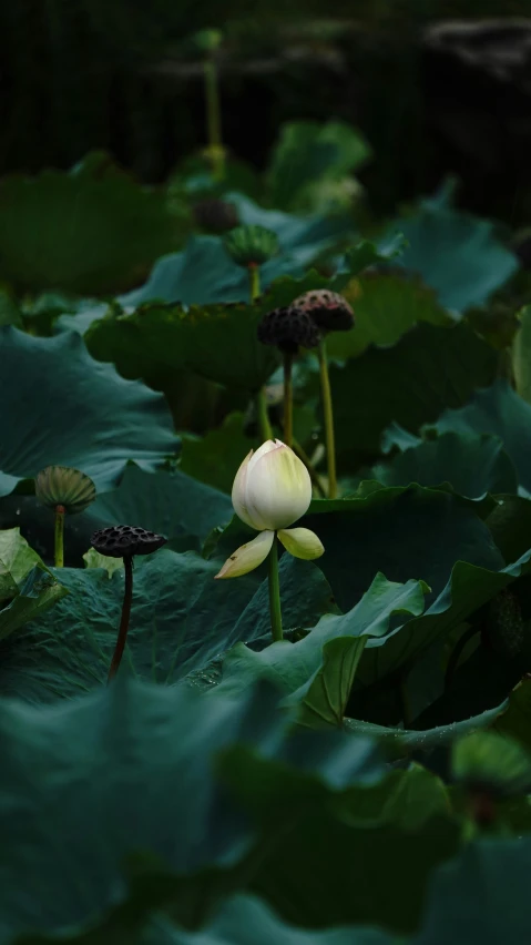 some lotus flowers that are in the water