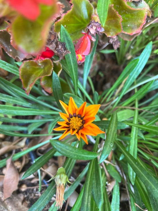 the flowers and leaves are in the garden