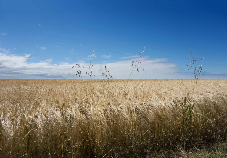 some tall grass on a clear day with blue skies