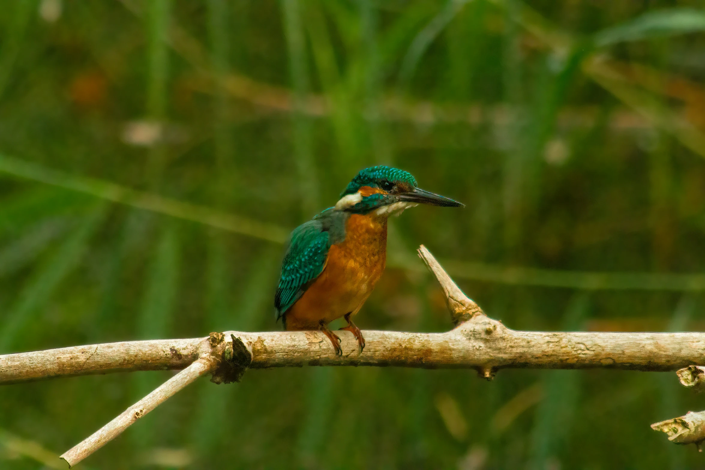 a colorful bird perched on top of a tree nch