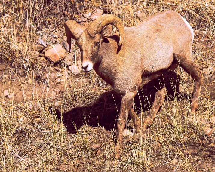 a ram standing in a field next to a fence