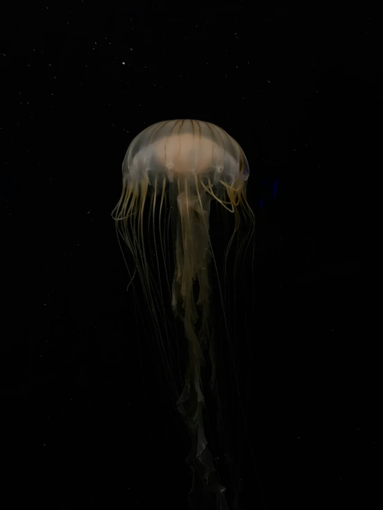 this is an image of a jellyfish in the dark