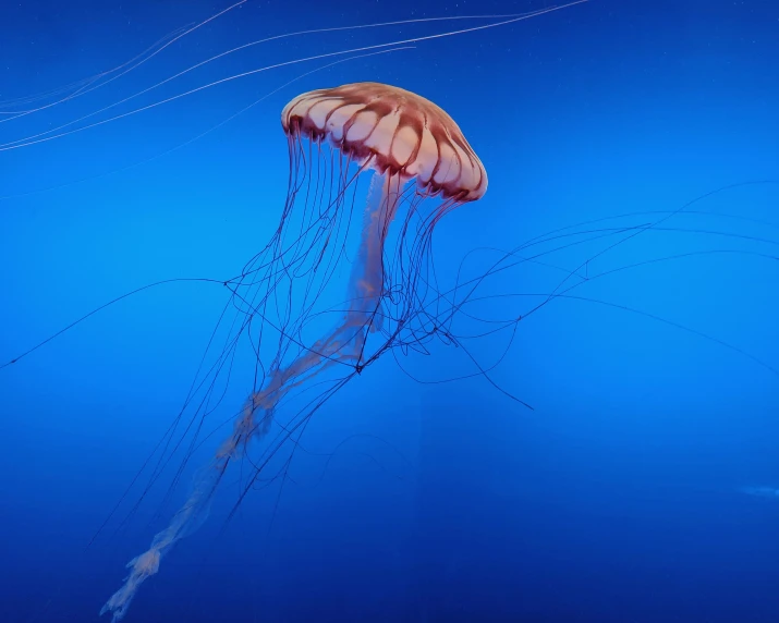 a jellyfish swimming in the blue water