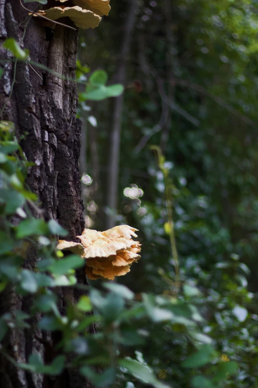 a mushroom hanging from a tree trunk in a forest