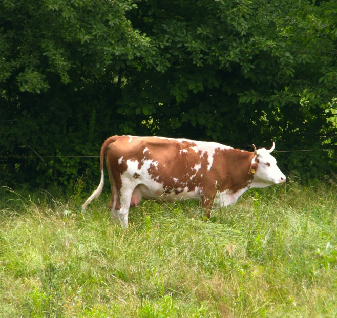 the brown and white cow has it's head under her horn