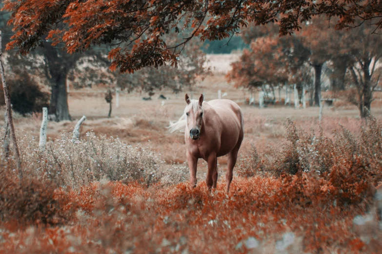 the horse is walking around in the grass