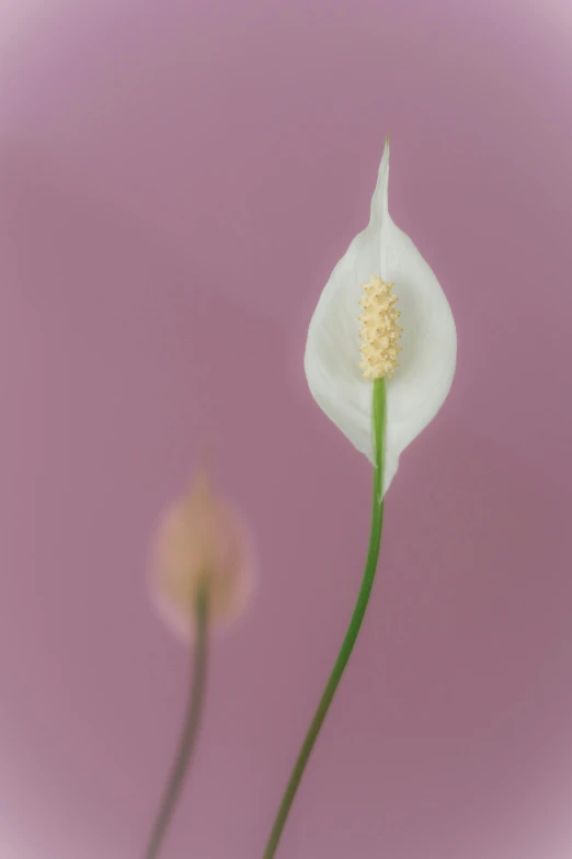 an abstract image with a single flower