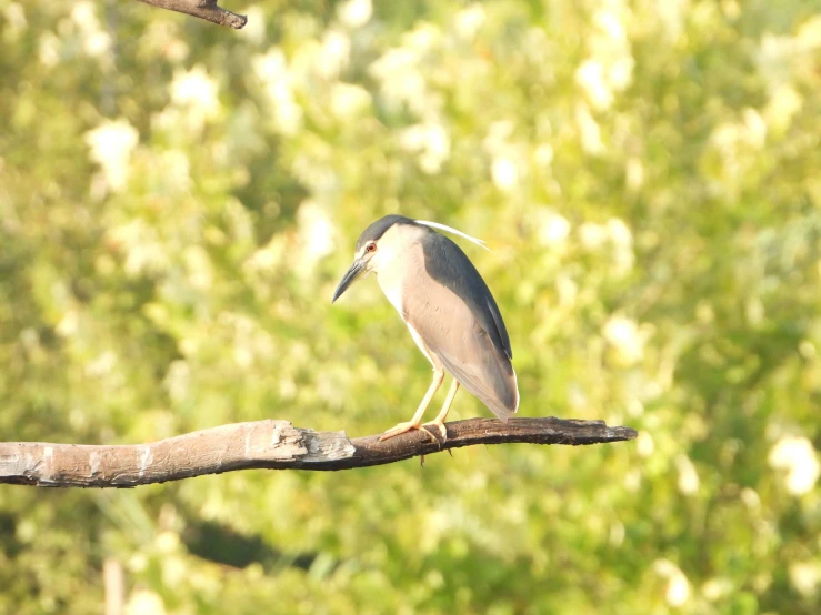 a bird perched on the limb of a tree