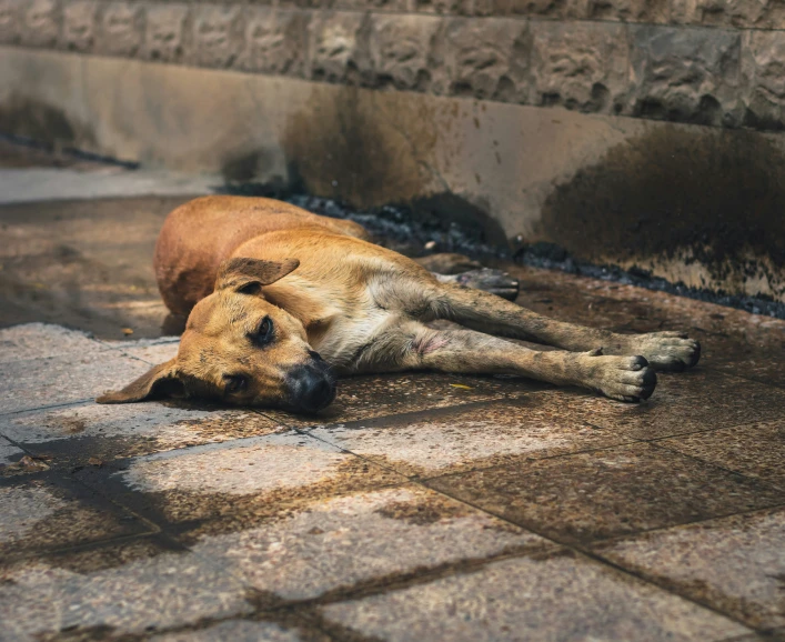 a dog lies on the ground next to the wall