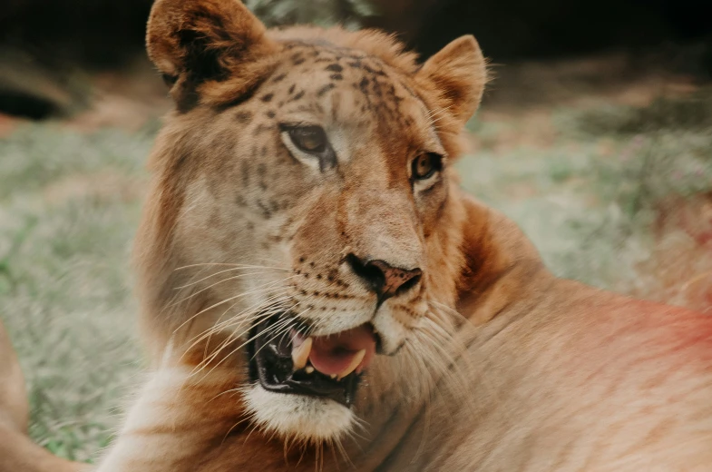 a close up view of a lion on the ground