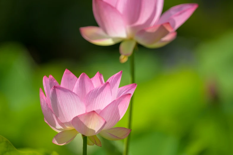 two pink lotus flowers sit in front of green foliage