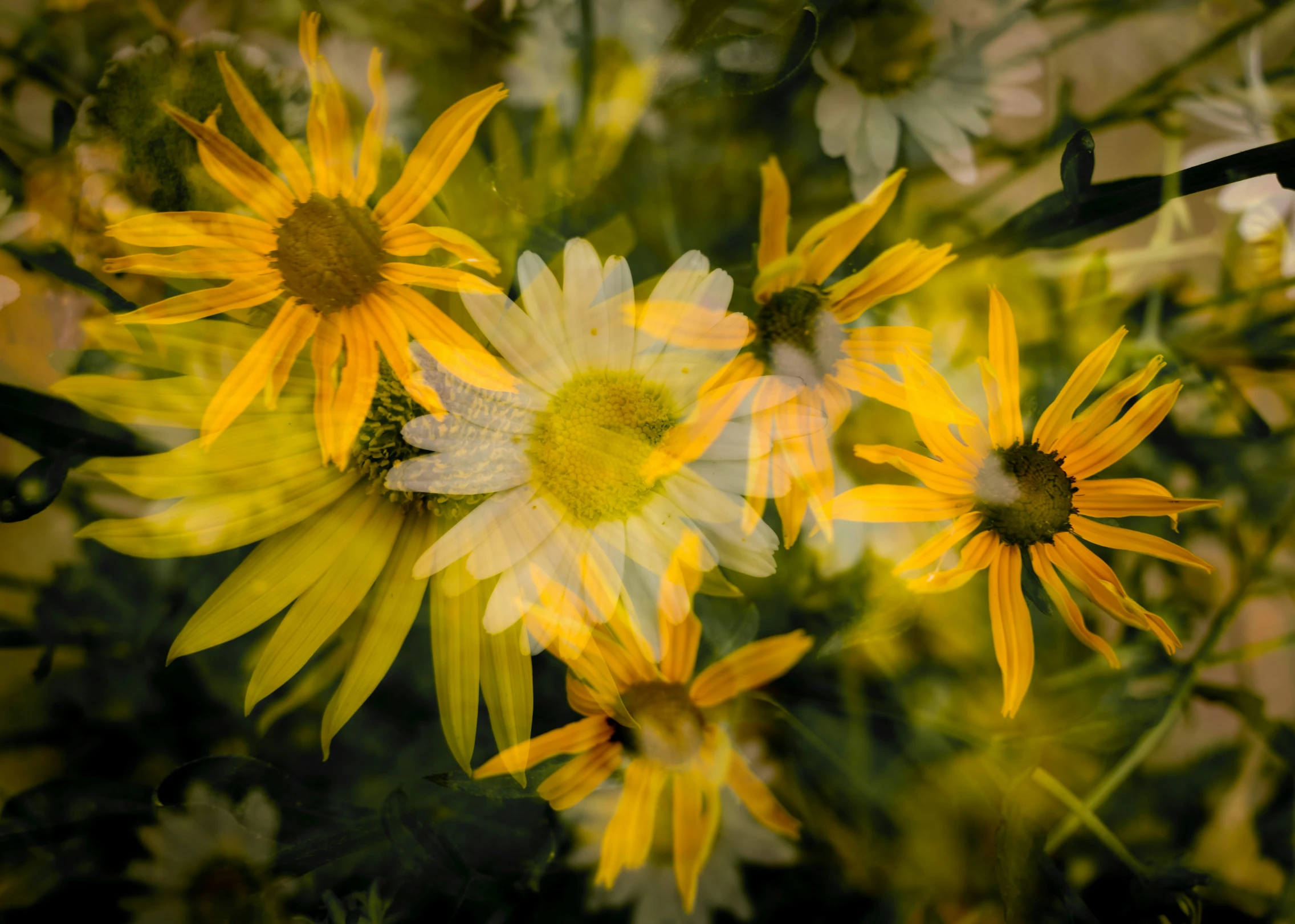 flowers are pographed to give them vint colors