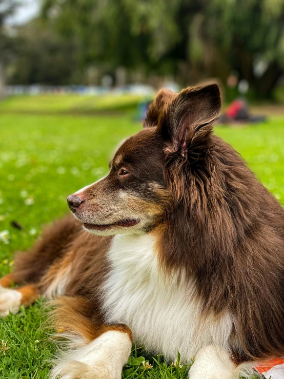 a very cute long haired dog laying on the ground