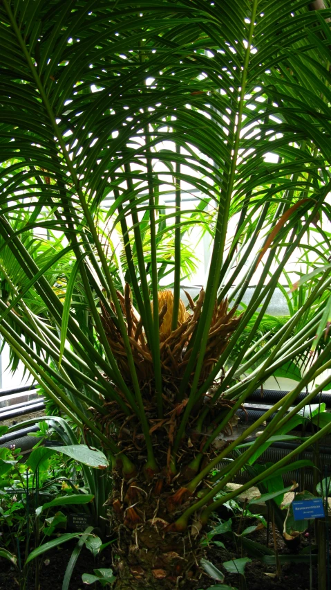 a palm tree with its trunk and leaves in a greenhouse