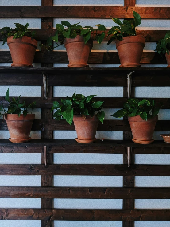 a shelf holding pots of different kinds of plants