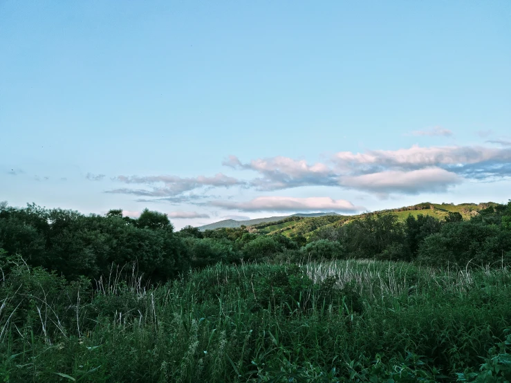 a field with lots of trees in the distance