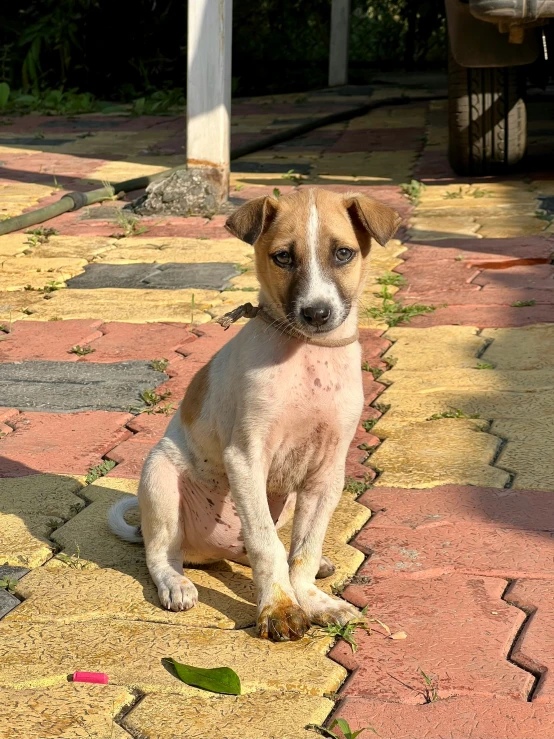 a dog is sitting outside in the sun