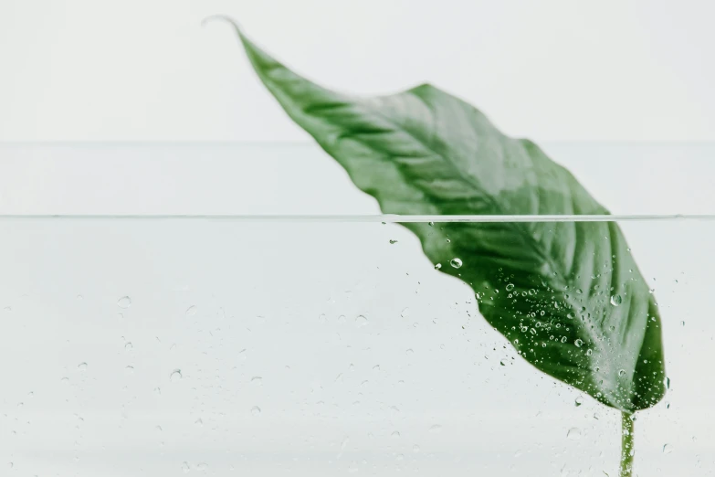 the large green leaf is floating in the clear water