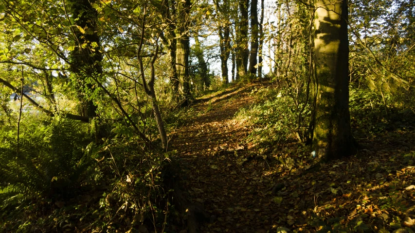 some trees and leaves are growing around a trail