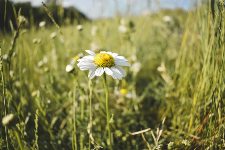 a single daisy is growing among the grass