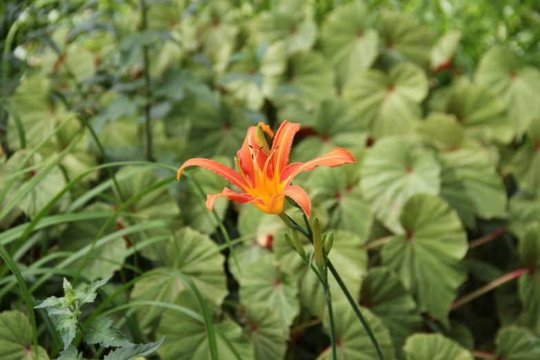 an orange flower is in the foreground surrounded by large leaves