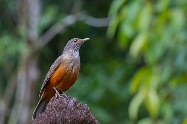 a small bird perched on top of a dried bush