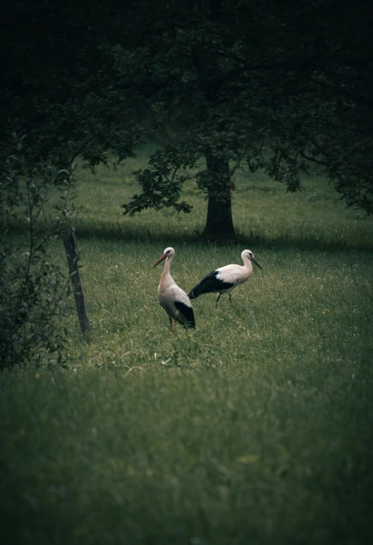 two birds standing on a lush green field