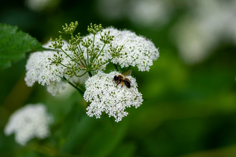 a bum on top of a white flower