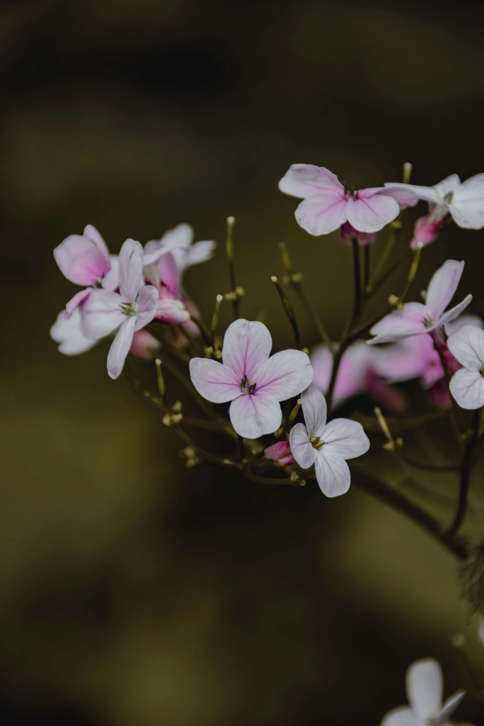 the small white flowers have pink centers