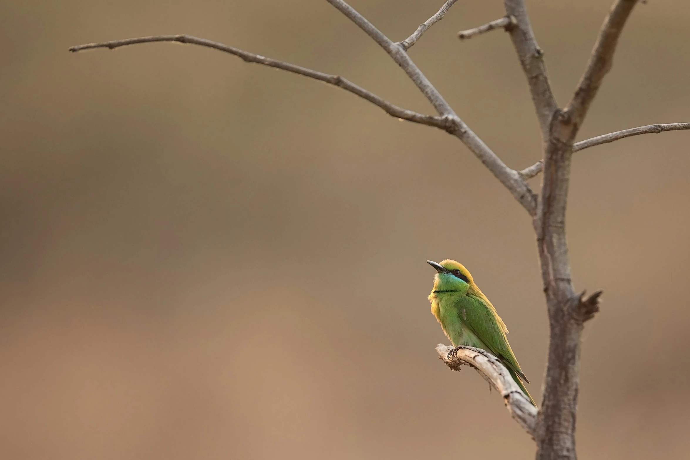 a small green and yellow bird sitting on a nch