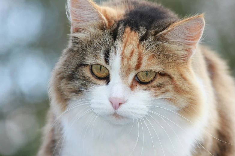 a close up view of a cat looking at the camera