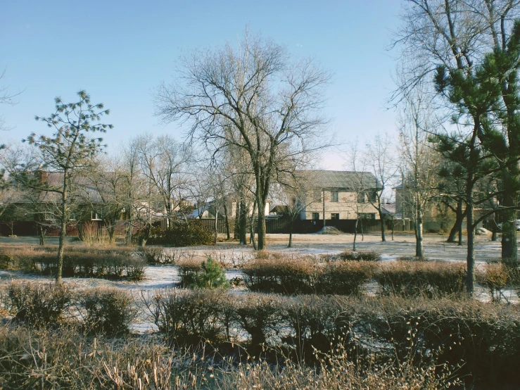 an area of grass, shrubs and trees in front of the house